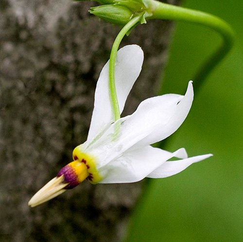 Spring Flowers