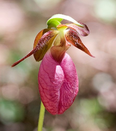 Spring Flowers