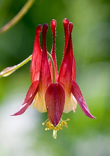 Spring Flowers
