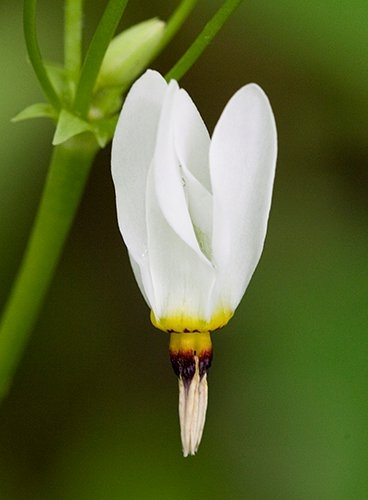 Spring Flowers