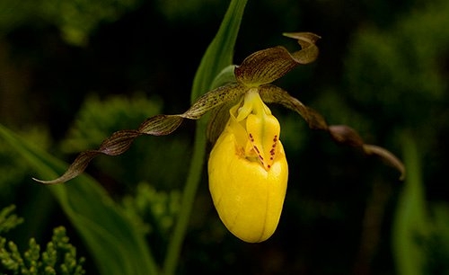 Spring Flowers