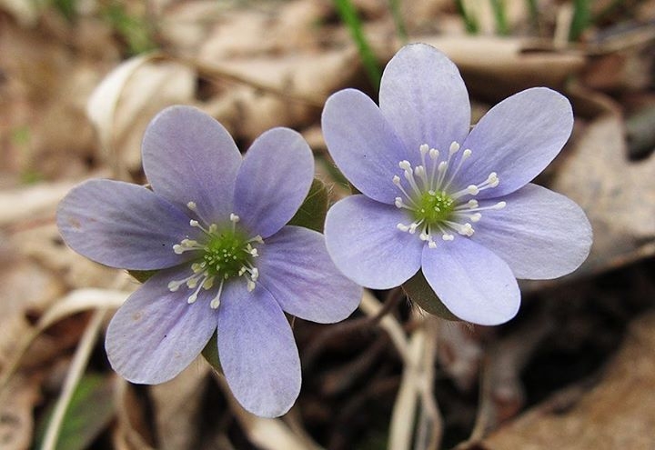 Spring Flowers