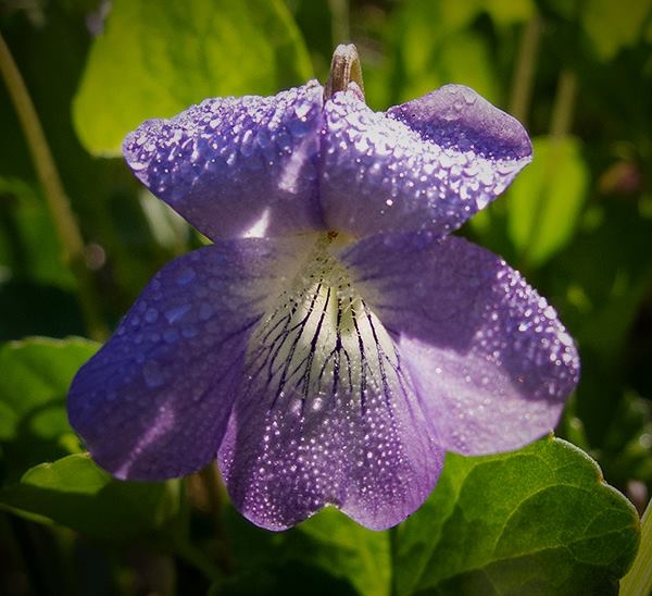 Spring Flowers