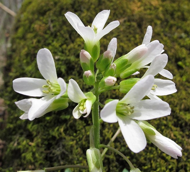 Spring Flowers