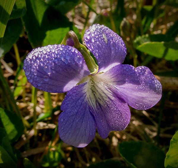 Spring Flowers