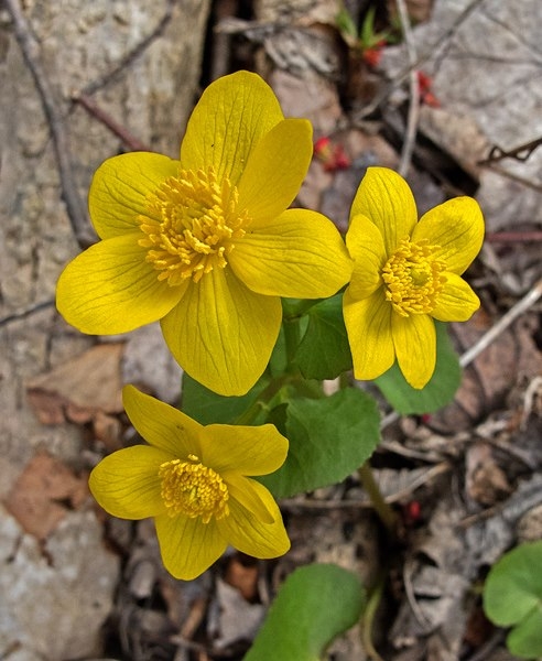 Spring Flowers