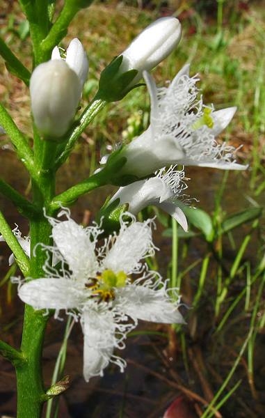 Spring Flowers