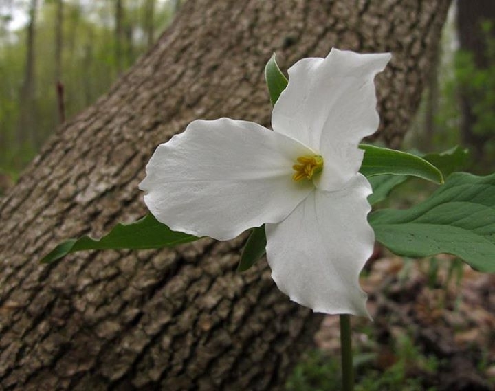Spring Flowers