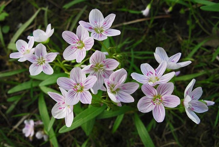 Spring Flowers