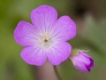Spring Flowers