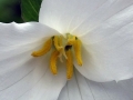 Spring Flowers
