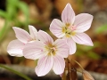 Spring Flowers