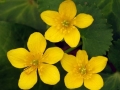Spring Flowers