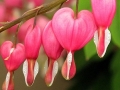 Spring Flowers