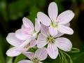 Spring Flowers