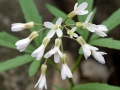 Spring Flowers