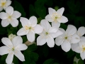 Spring Flowers