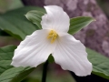 Spring Flowers
