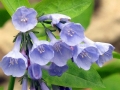 Spring Flowers