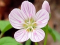 Spring Flowers