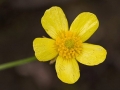 Spring Flowers