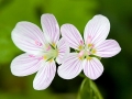 Spring Flowers