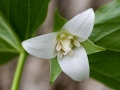 Spring Flowers
