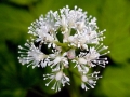 Spring Flowers