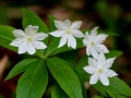 Spring Flowers