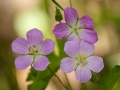 Spring Flowers