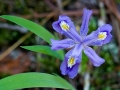 Spring Flowers