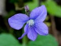Spring Flowers