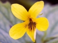 Spring Flowers