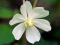 Spring Flowers