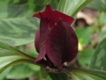 Spring Flowers
