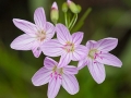 Spring Flowers