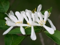 Spring Flowers