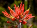 Spring Flowers