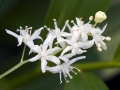 Spring Flowers