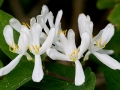 Spring Flowers