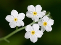 Spring Flowers