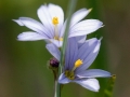 Spring Flowers