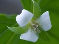 Spring Flowers