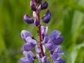 Spring Flowers