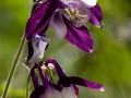 Spring Flowers