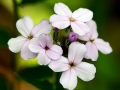 Spring Flowers
