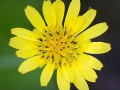 Spring Flowers