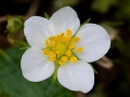 Spring Flowers