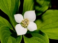Spring Flowers
