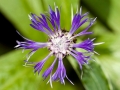 Spring Flowers